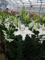 [5287 Pacific Ocean No01.JPG]